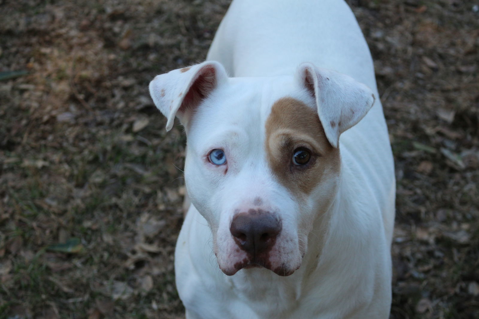 Dahli, an adoptable Staffordshire Bull Terrier in Jackson, MS, 39213 | Photo Image 1