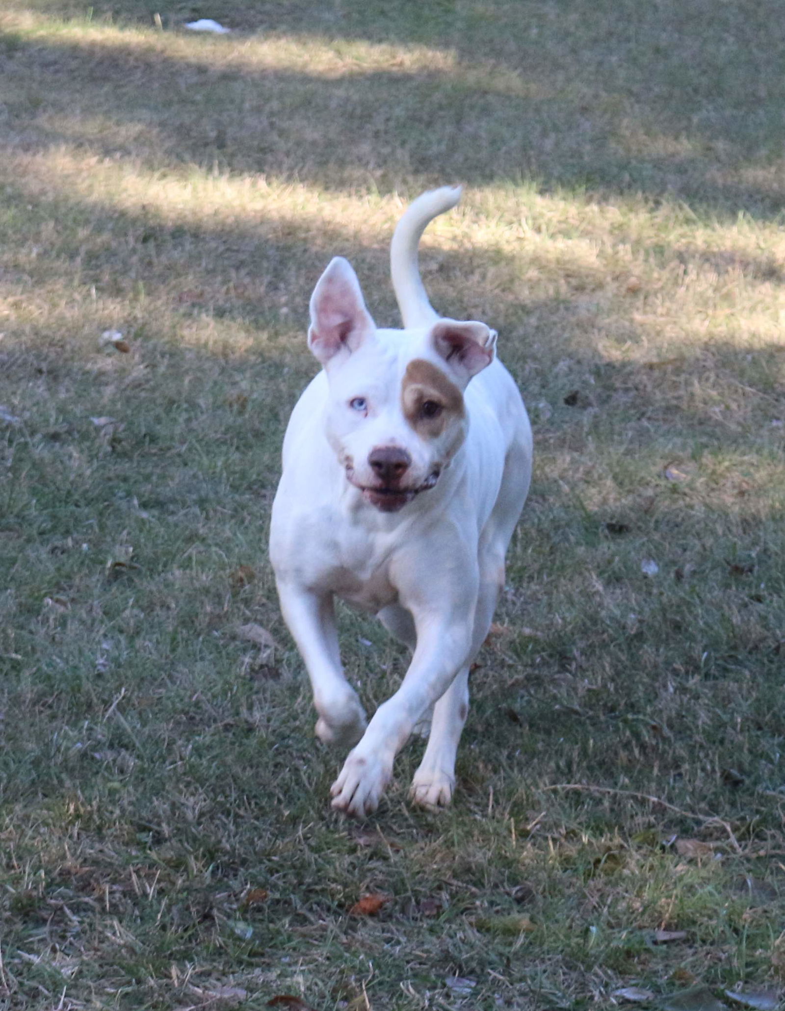 Dahli, an adoptable Staffordshire Bull Terrier in Jackson, MS, 39213 | Photo Image 2