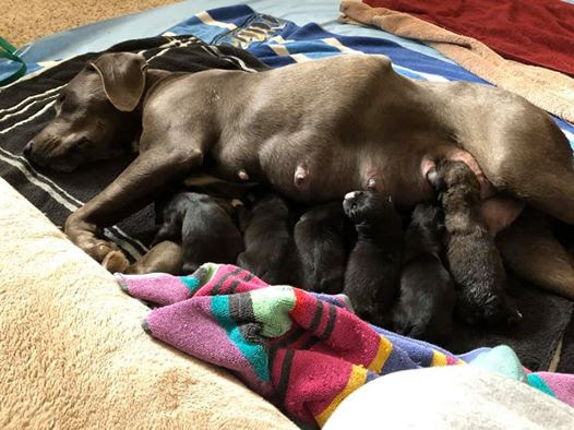 Mama Lady - 2 puppies 2