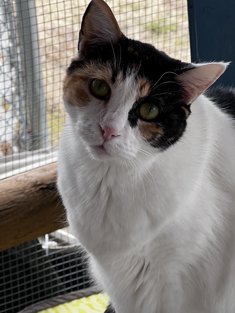 Miss Pretty, an adoptable Calico in Bartlesville, OK, 74006 | Photo Image 1