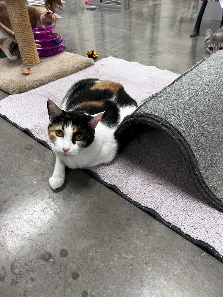 Miss Pretty, an adoptable Calico in Bartlesville, OK, 74006 | Photo Image 2