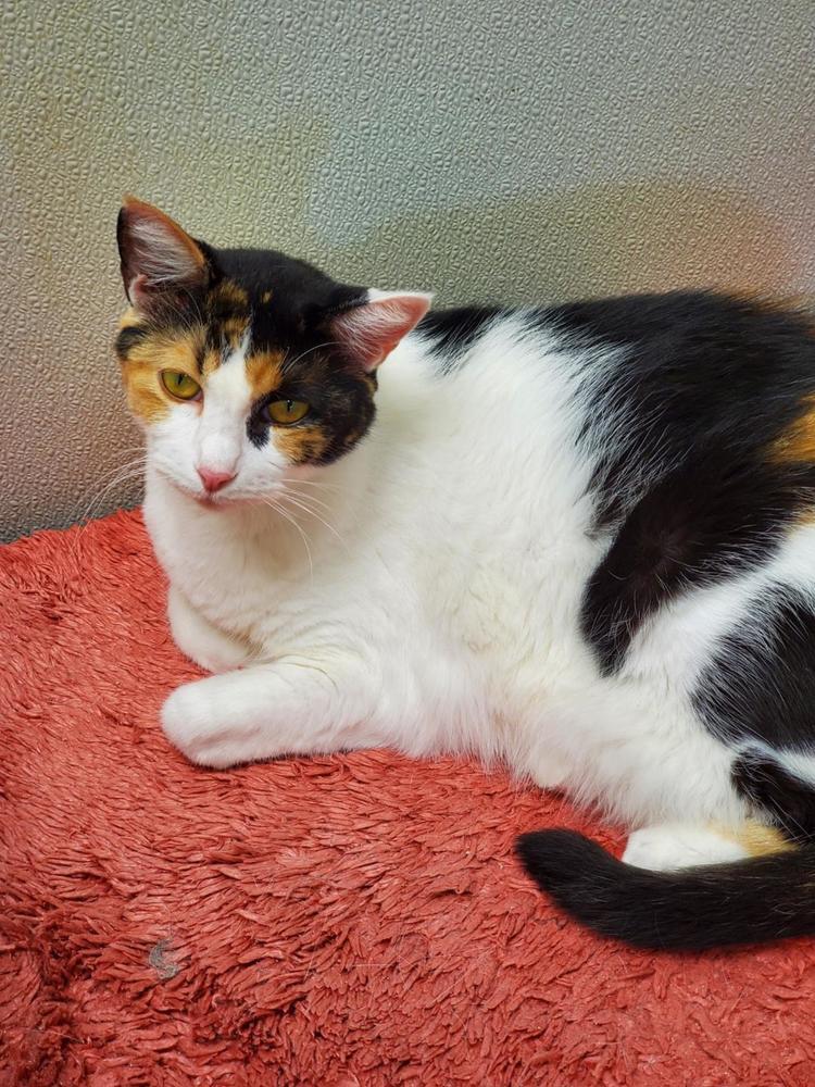 Miss Pretty, an adoptable Calico in Bartlesville, OK, 74006 | Photo Image 3