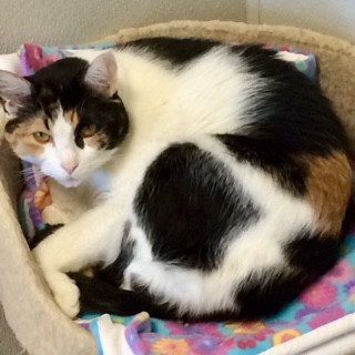 Miss Pretty, an adoptable Calico in Bartlesville, OK, 74006 | Photo Image 4