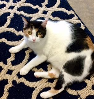 Miss Pretty, an adoptable Calico in Bartlesville, OK, 74006 | Photo Image 5
