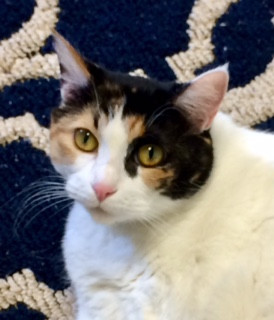 Miss Pretty, an adoptable Calico in Bartlesville, OK, 74006 | Photo Image 6