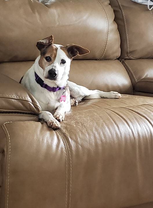 Dog For Adoption Sonya A Beagle Mix In Buffalo Ny Petfinder