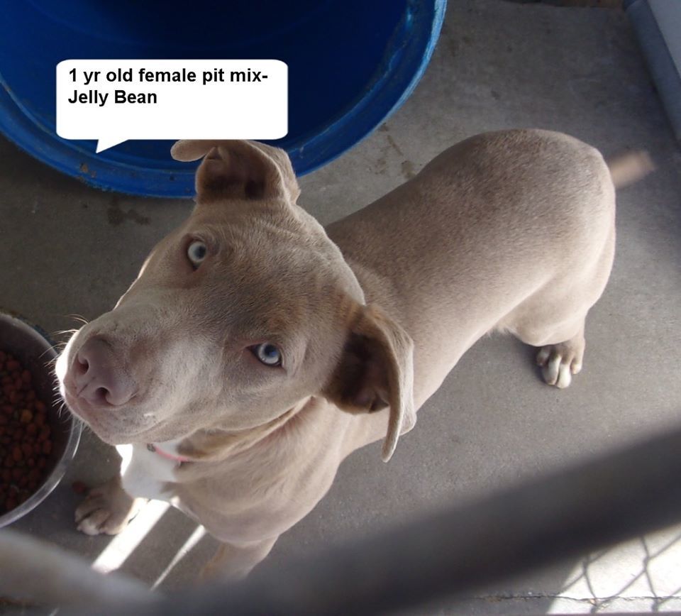 Jelly Bean, an adoptable Terrier in Elizabethtown, NC, 28337 | Photo Image 1