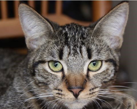 Z man, an adoptable Tabby, Domestic Short Hair in Land O Lakes, FL, 34639 | Photo Image 1