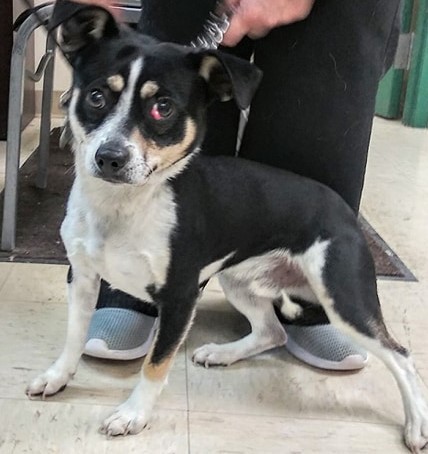 Dog For Adoption O Malley A Terrier Mix In Elyria Oh Petfinder