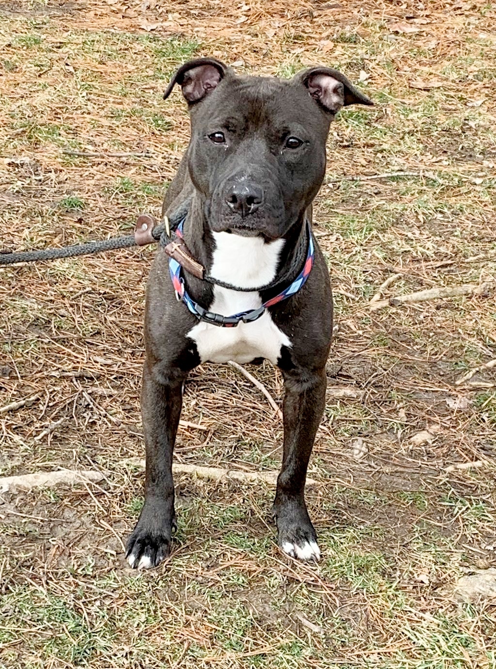 Skylar, an adoptable Pit Bull Terrier in Springfield, IL, 62703 | Photo Image 2
