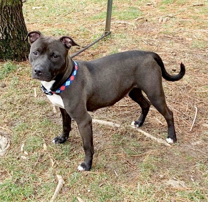 Skylar, an adoptable Pit Bull Terrier in Springfield, IL, 62703 | Photo Image 3
