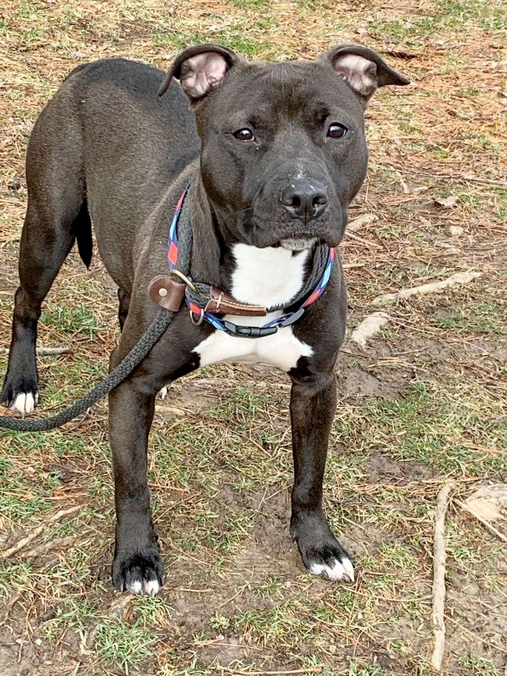 Skylar, an adoptable Pit Bull Terrier in Springfield, IL, 62703 | Photo Image 1