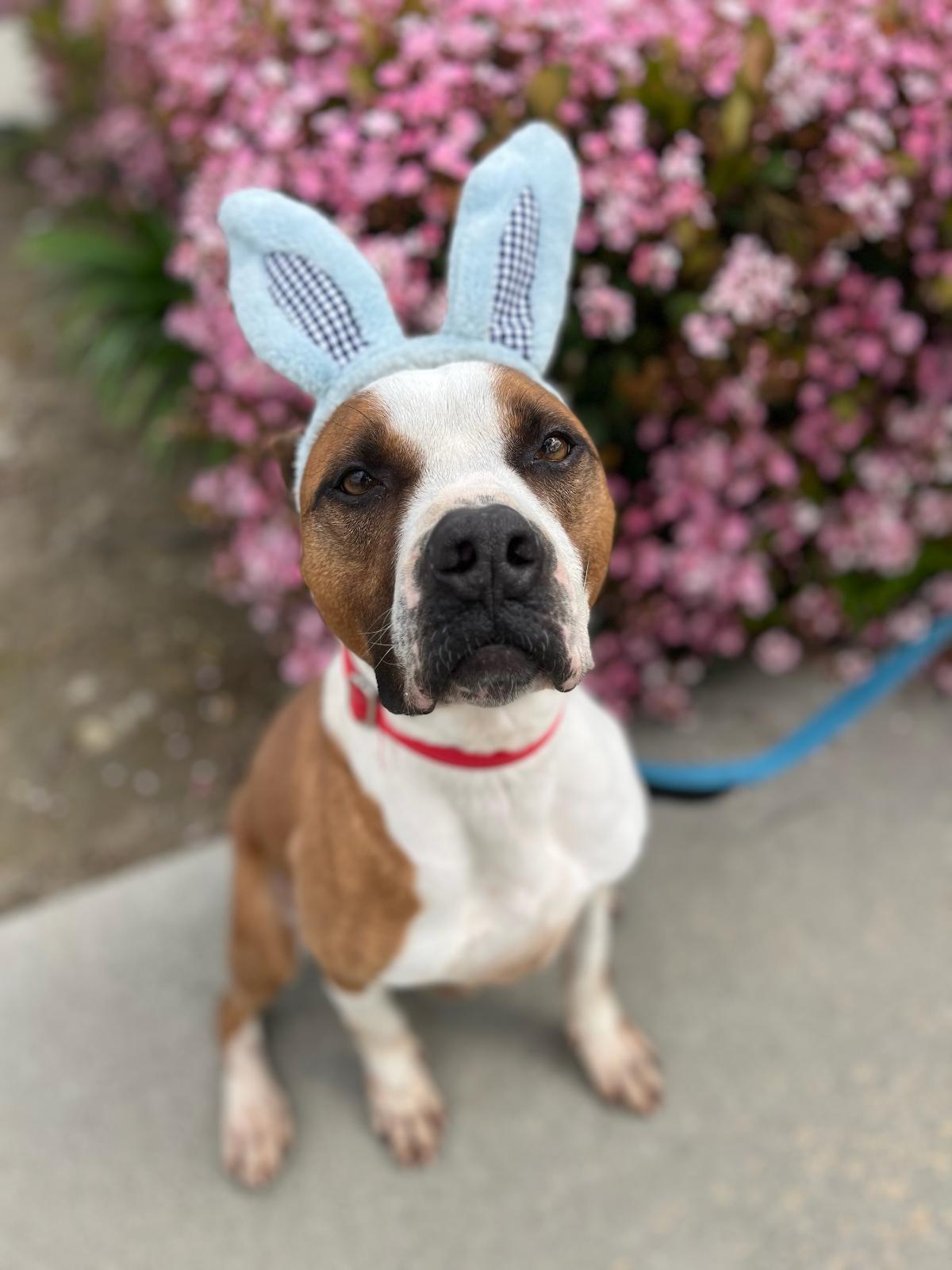 BUSTER, an adoptable Boxer in South El Monte, CA, 91733 | Photo Image 3
