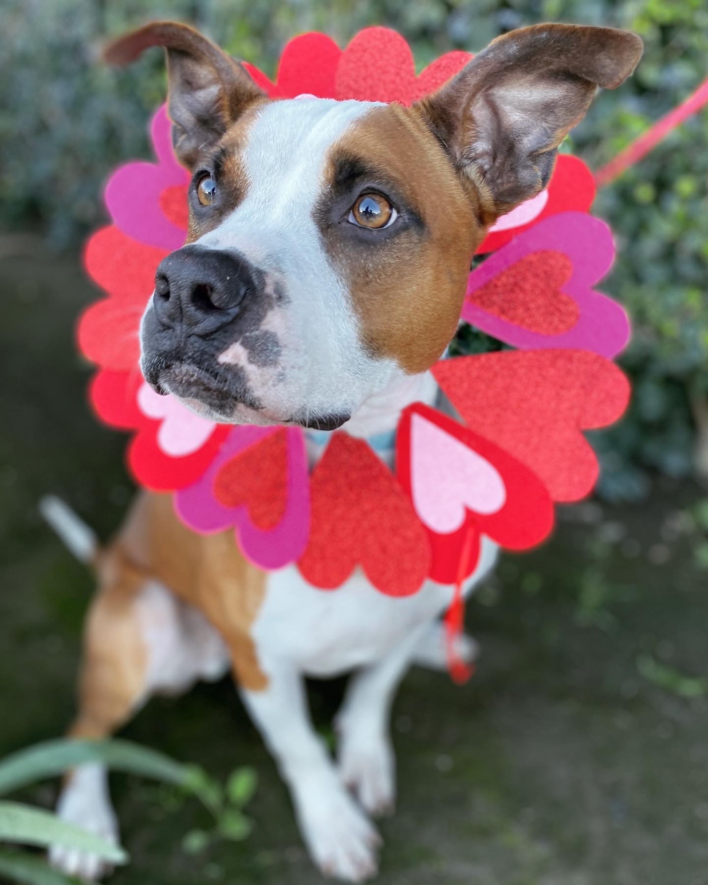 BUSTER, an adoptable Boxer in South El Monte, CA, 91733 | Photo Image 4