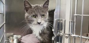 Cat For Adoption Ravioli A Domestic Short Hair In Lancaster Pa