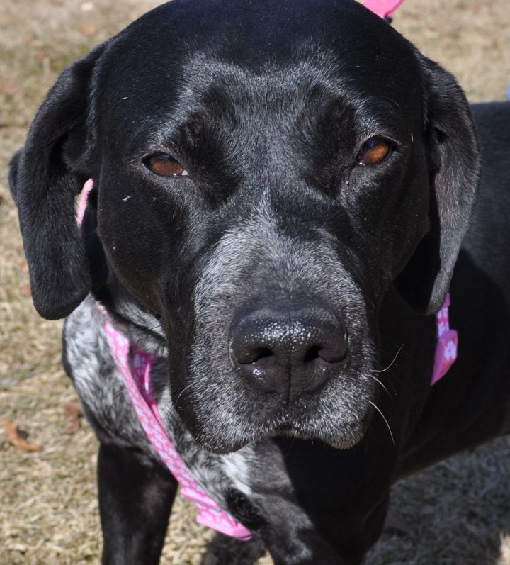 Dog For Adoption Dottie A Labrador Retriever Mix In Farmington