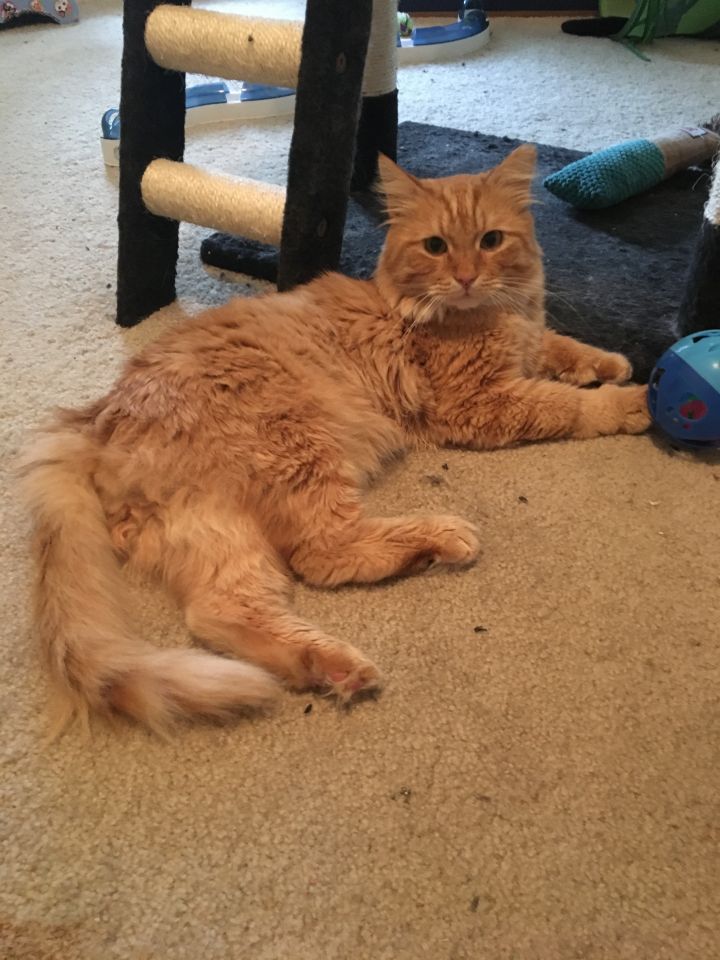 Cat For Adoption Clooney A Domestic Long Hair Maine Coon Mix