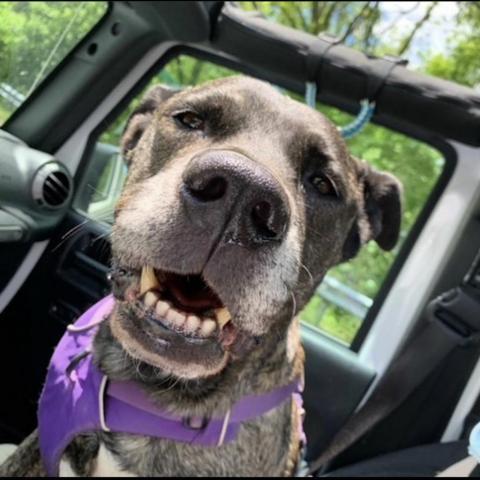 Sully, an adoptable Mastiff, Mixed Breed in Delaplane, VA, 20144 | Photo Image 2