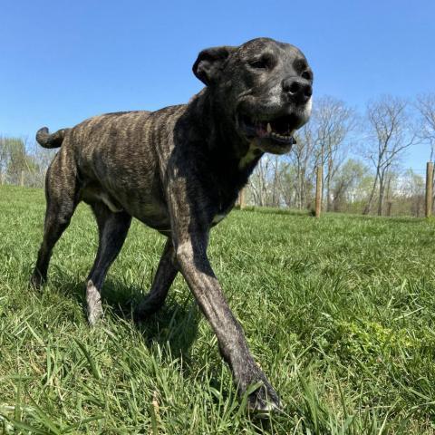 Sully, an adoptable Mastiff, Mixed Breed in Delaplane, VA, 20144 | Photo Image 4