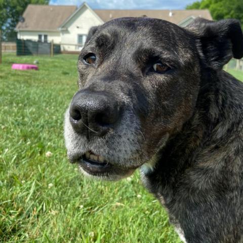 Sully, an adoptable Mastiff, Mixed Breed in Delaplane, VA, 20144 | Photo Image 5