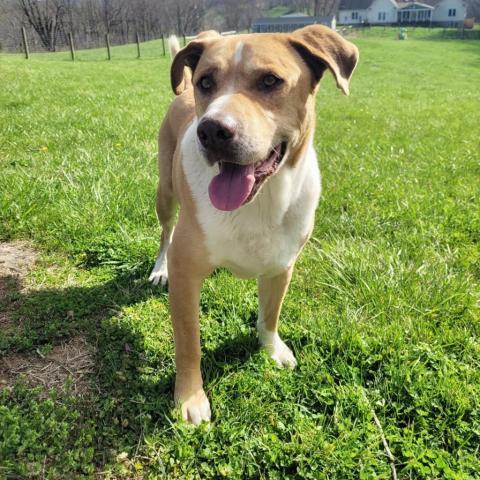 Farley, an adoptable Pit Bull Terrier, American Bulldog in Delaplane, VA, 20144 | Photo Image 6