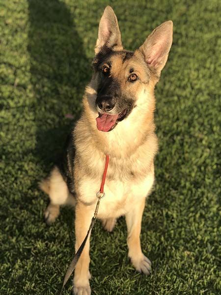 Roxxie, an adoptable German Shepherd Dog in Irvine, CA, 92619 | Photo Image 3