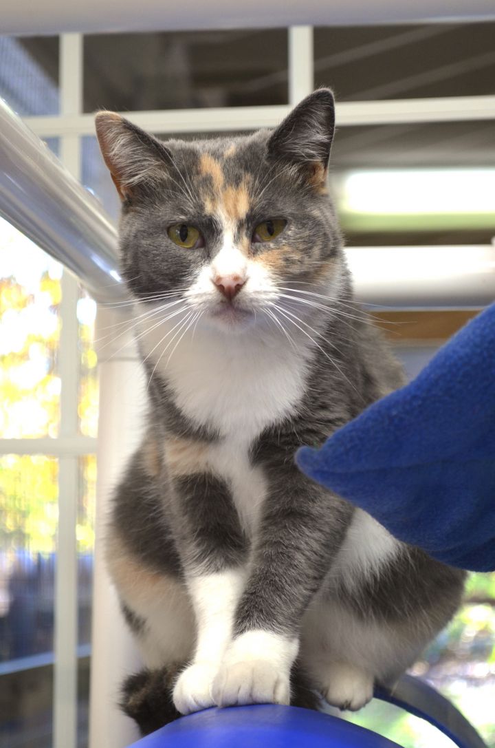 Quinnlee, an adopted Dilute Calico in Westbrook, CT_image-2