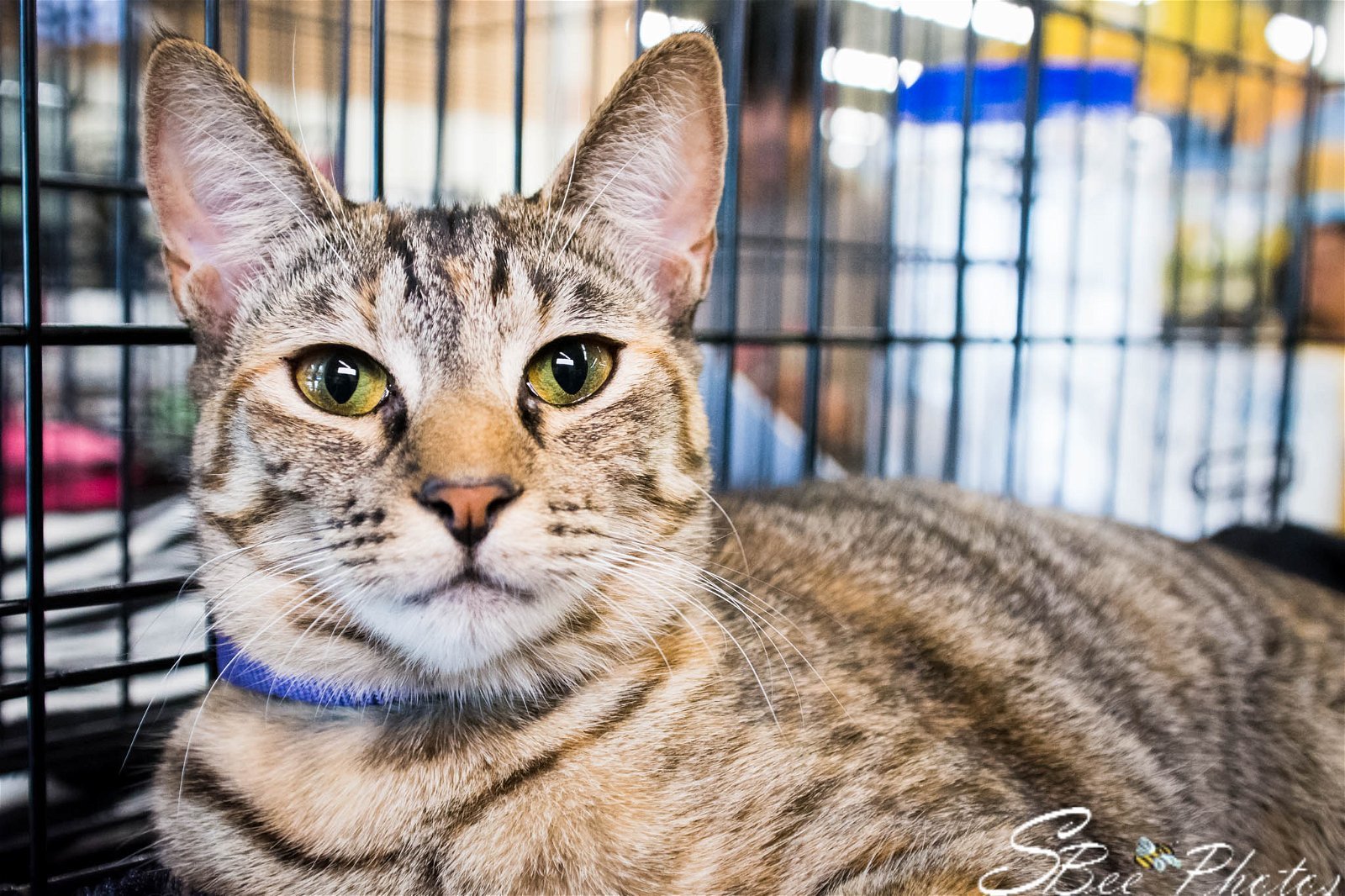Delaney (Cheryl), an adoptable Domestic Short Hair, Tabby in St. Cloud, FL, 34770 | Photo Image 1