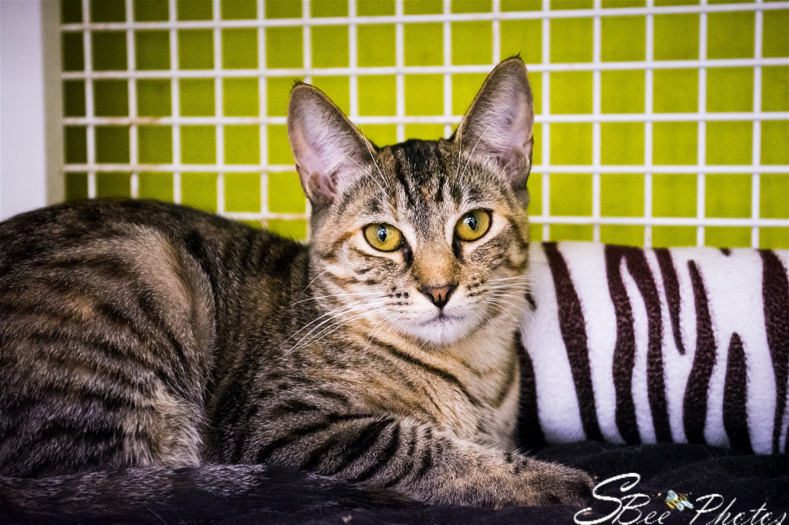 Delaney (Cheryl), an adoptable Domestic Short Hair, Tabby in St. Cloud, FL, 34770 | Photo Image 2