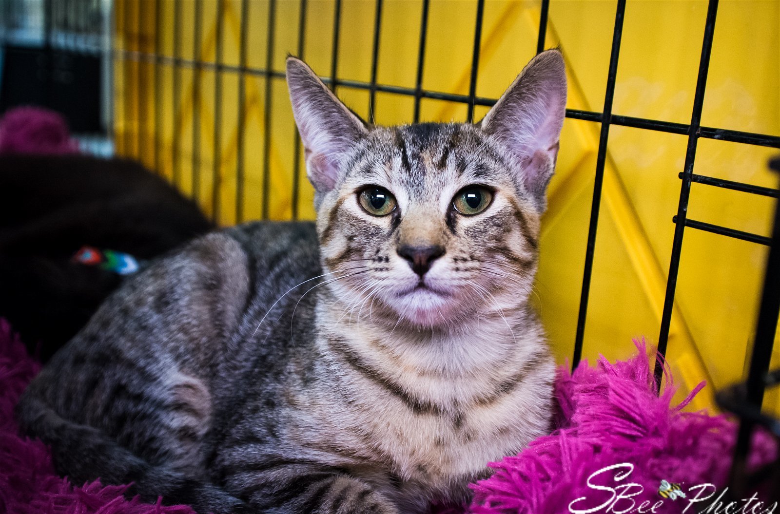 Delaney (Cheryl), an adoptable Domestic Short Hair, Tabby in St. Cloud, FL, 34770 | Photo Image 3