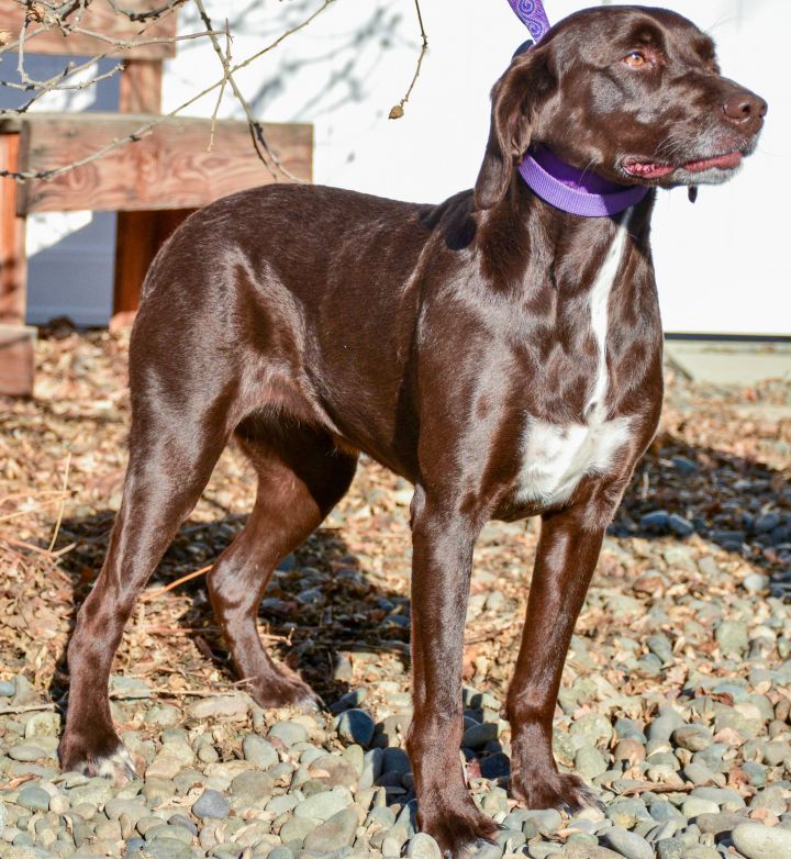 Dog For Adoption Bojune A German Shorthaired Pointer Brittany