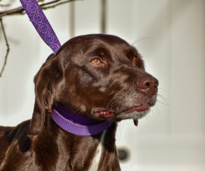 Dog For Adoption Bojune A German Shorthaired Pointer Brittany