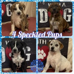 4 Speckled Pups