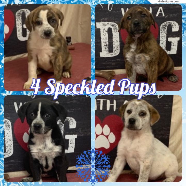 4 Speckled Pups 1