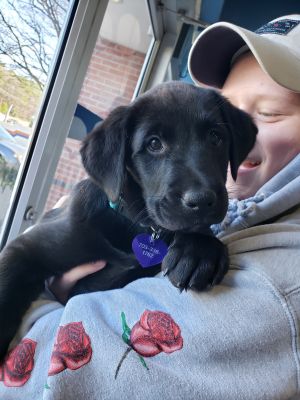 Dog For Adoption Comet A Labrador Retriever Mix In Clayton Nc