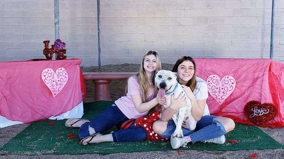 ALLEGRA, an adoptable Pit Bull Terrier in Phoenix, AZ, 85028 | Photo Image 3