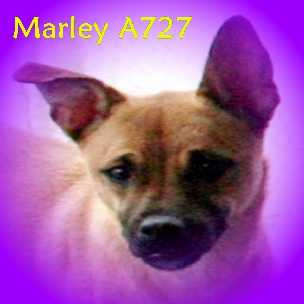 Marley, an adoptable Boxer in Morganton, NC, 28655 | Photo Image 1