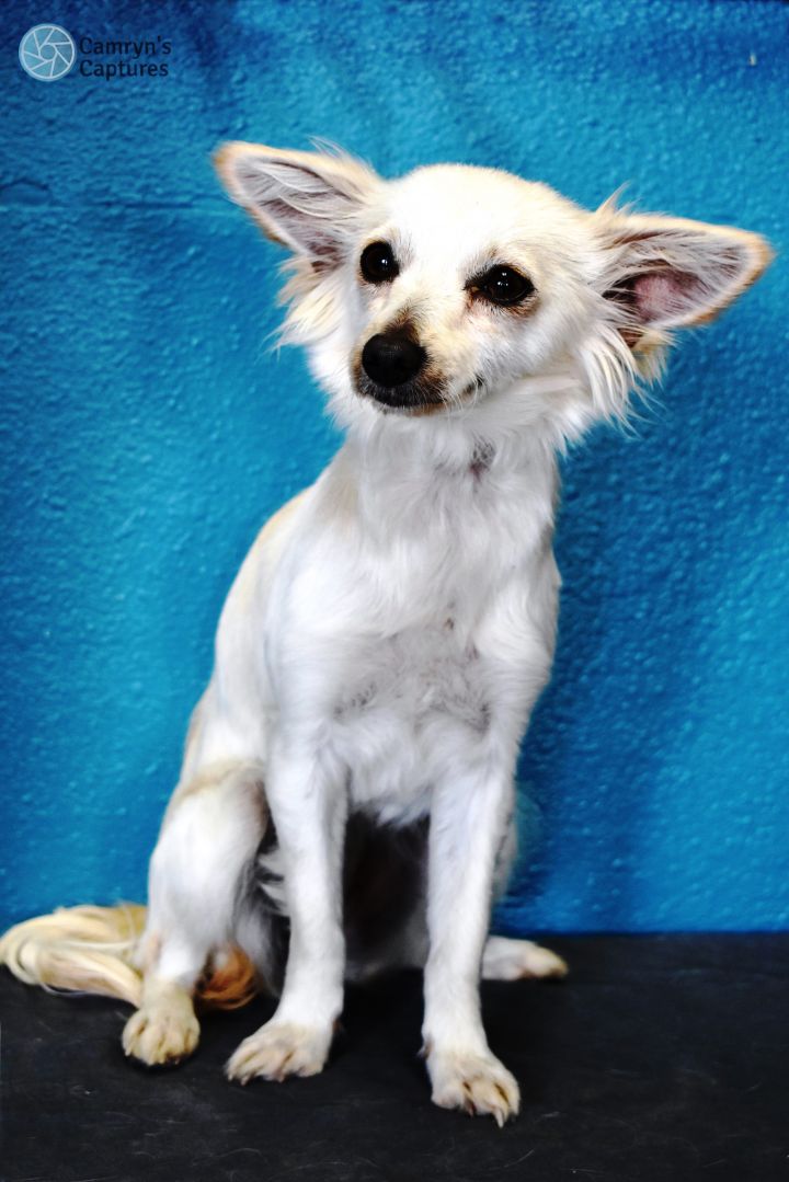 Dog For Adoption Allie A Papillon Chihuahua Mix In Lodi Ca