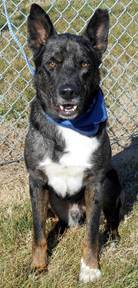 Cubby, an adoptable Catahoula Leopard Dog in Jeffersonville, IN, 47130 | Photo Image 2