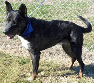 Cubby, an adoptable Catahoula Leopard Dog in Jeffersonville, IN, 47130 | Photo Image 3