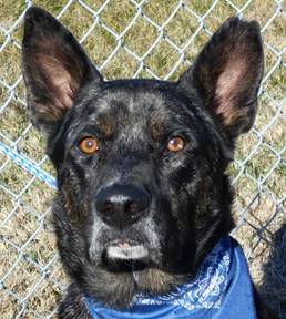 Cubby, an adoptable Catahoula Leopard Dog in Jeffersonville, IN, 47130 | Photo Image 1