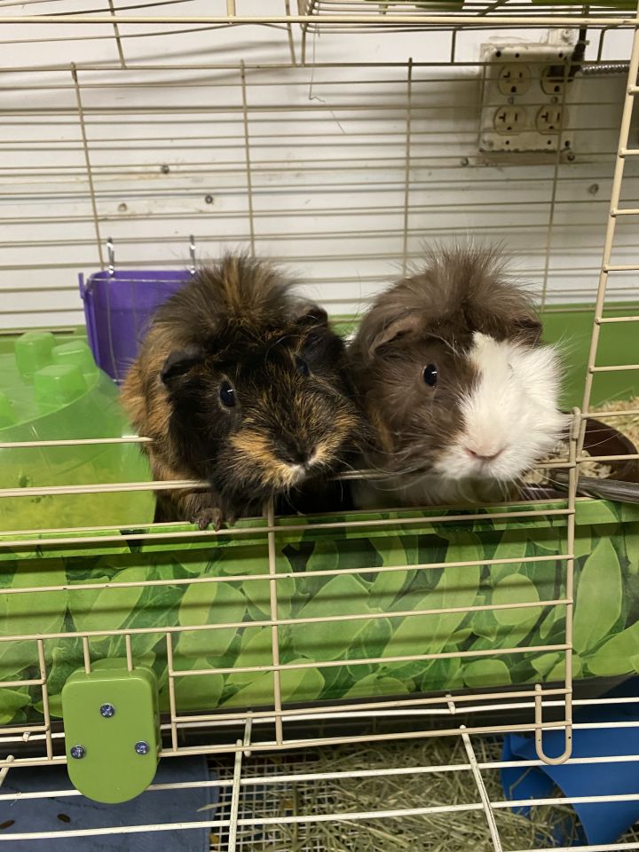 2 guinea pigs 1