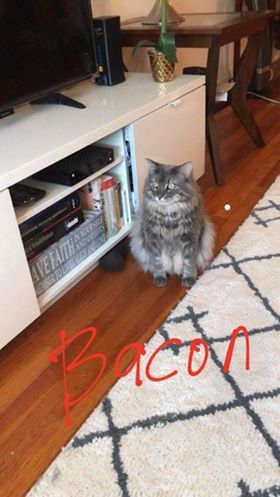 Bacon 2