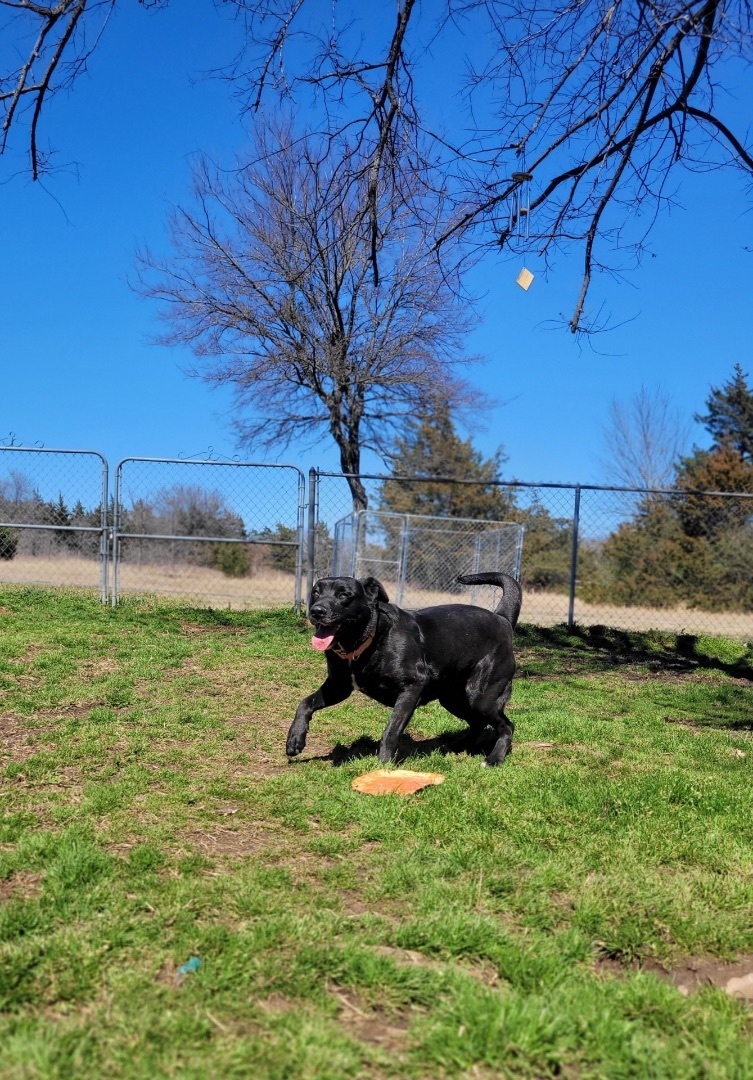 Maggie, an adoptable Labrador Retriever in Denison, TX, 75021 | Photo Image 2
