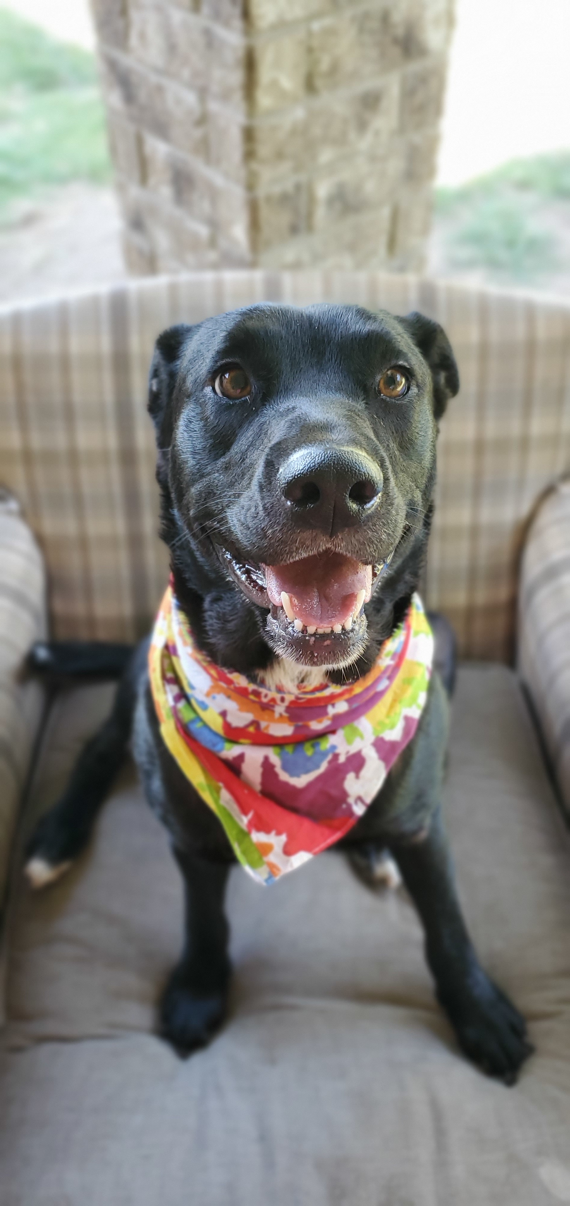 Maggie, an adoptable Labrador Retriever in Denison, TX, 75021 | Photo Image 4