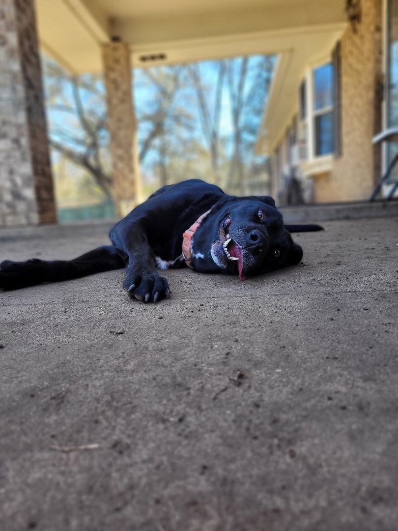 Maggie, an adoptable Labrador Retriever in Denison, TX, 75021 | Photo Image 6