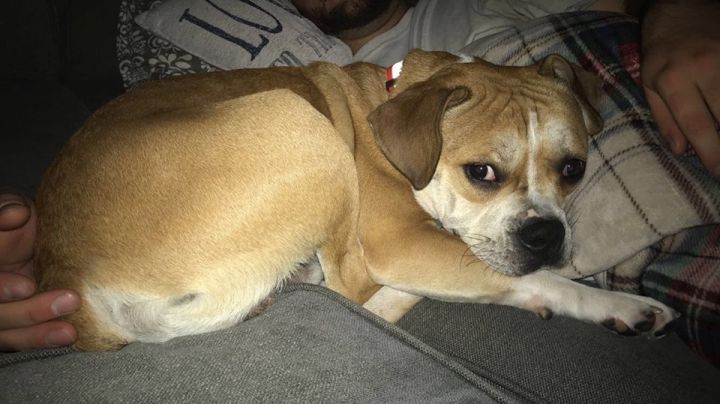 Mydiary English Bulldog Puggle Mix