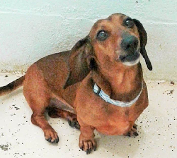 Bentley, an adoptable Dachshund in Georgetown, KY, 40324 | Photo Image 2