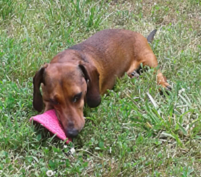 Bentley, an adoptable Dachshund in Georgetown, KY, 40324 | Photo Image 3