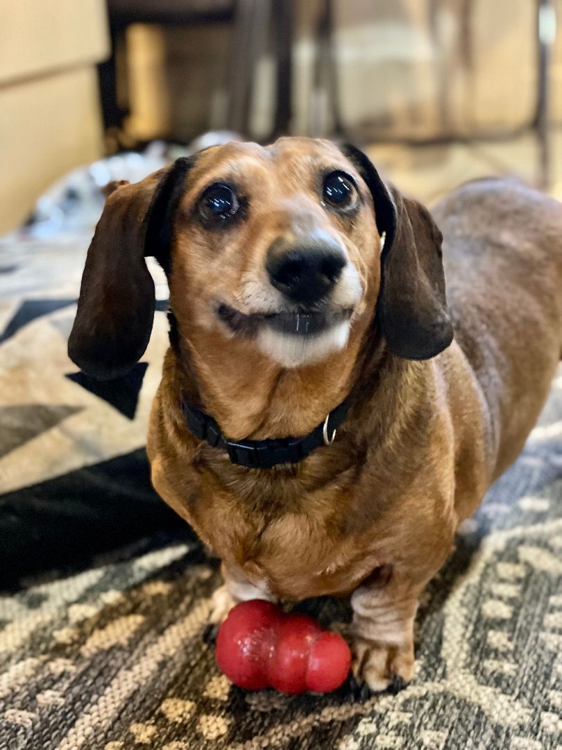 Bentley, an adoptable Dachshund in Georgetown, KY, 40324 | Photo Image 6